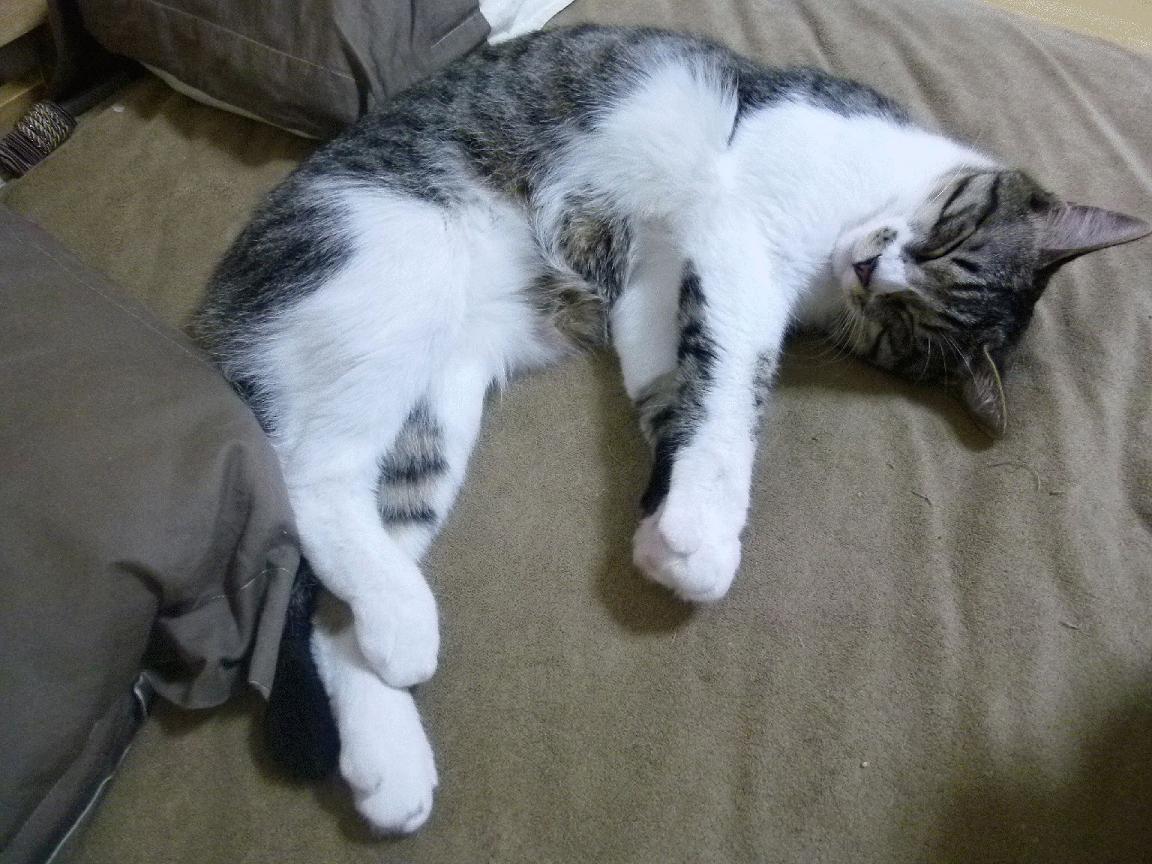 “新都垒球赛:巅峰对决,谁能一击制胜?”