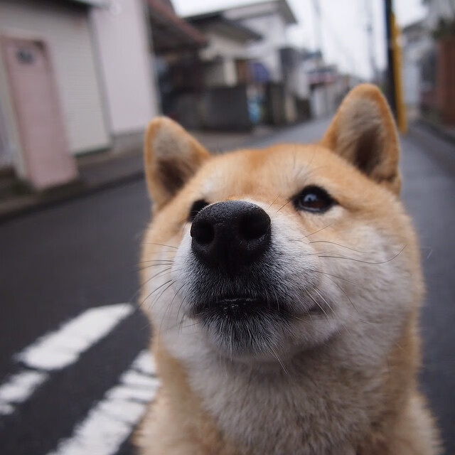 开云体育官网-拉齐奥稳定后场组织保障中前场输出，拉齐奥阵型