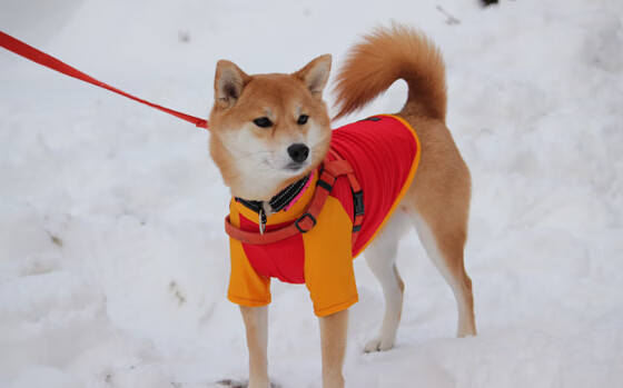 波兰队赛制解读:如何根据对手的不同特点调整战术,波兰队怎么样
