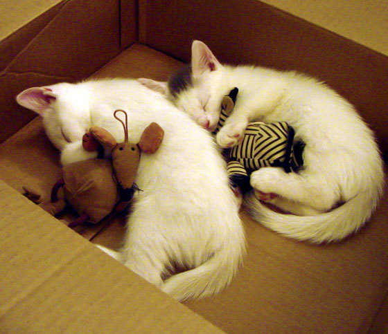 中国男篮加强进攻多样化培养适应国际比赛节奏,中国男篮要求