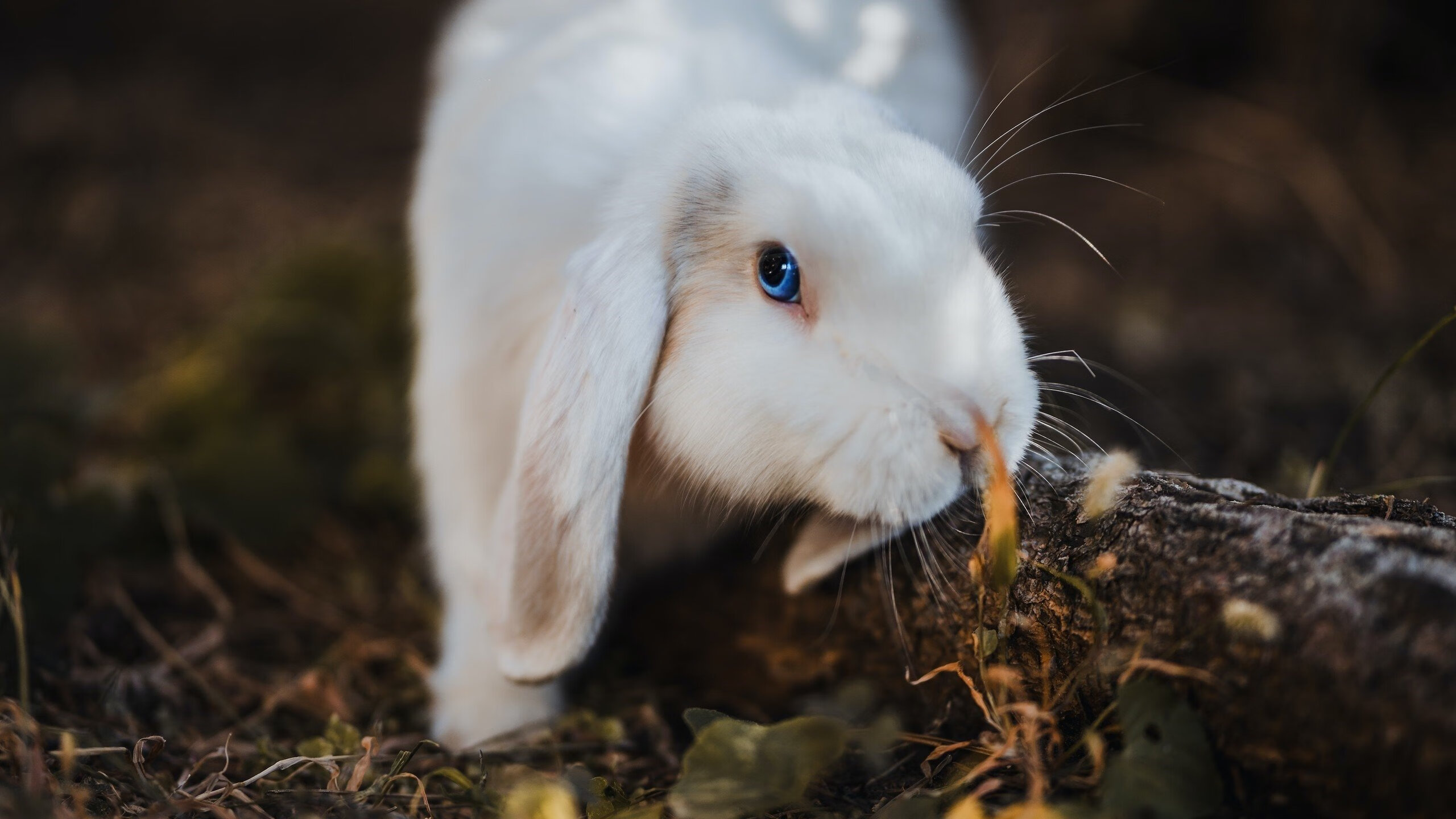 凯尔特人组织战术答疑活动增进团队理解，凯尔特人发展联盟球队