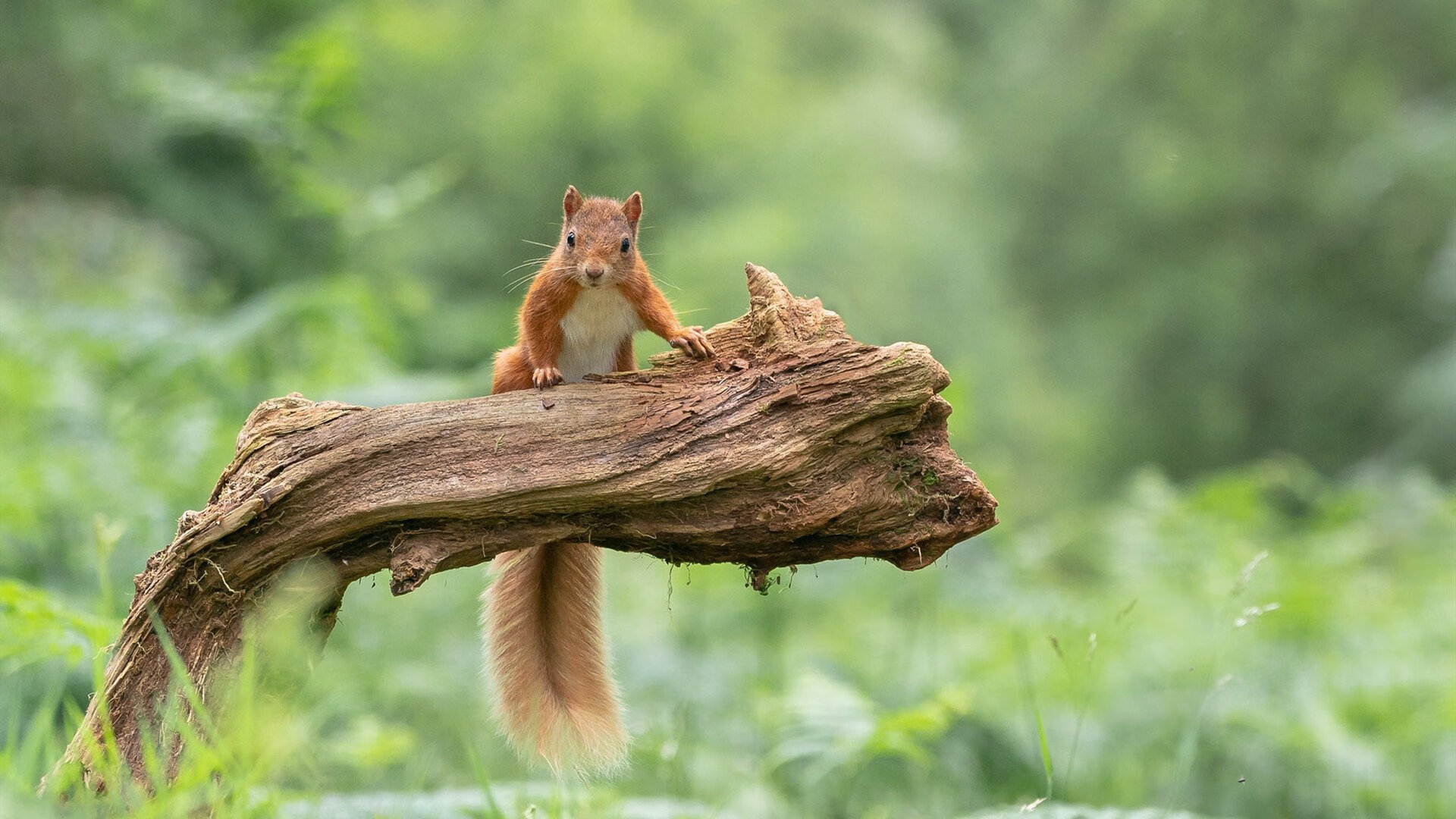 决赛圈内的“黑马” 艾哈迈德亮相
