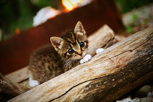 基：全黑队后防线的重要支柱，防守反应速度极快