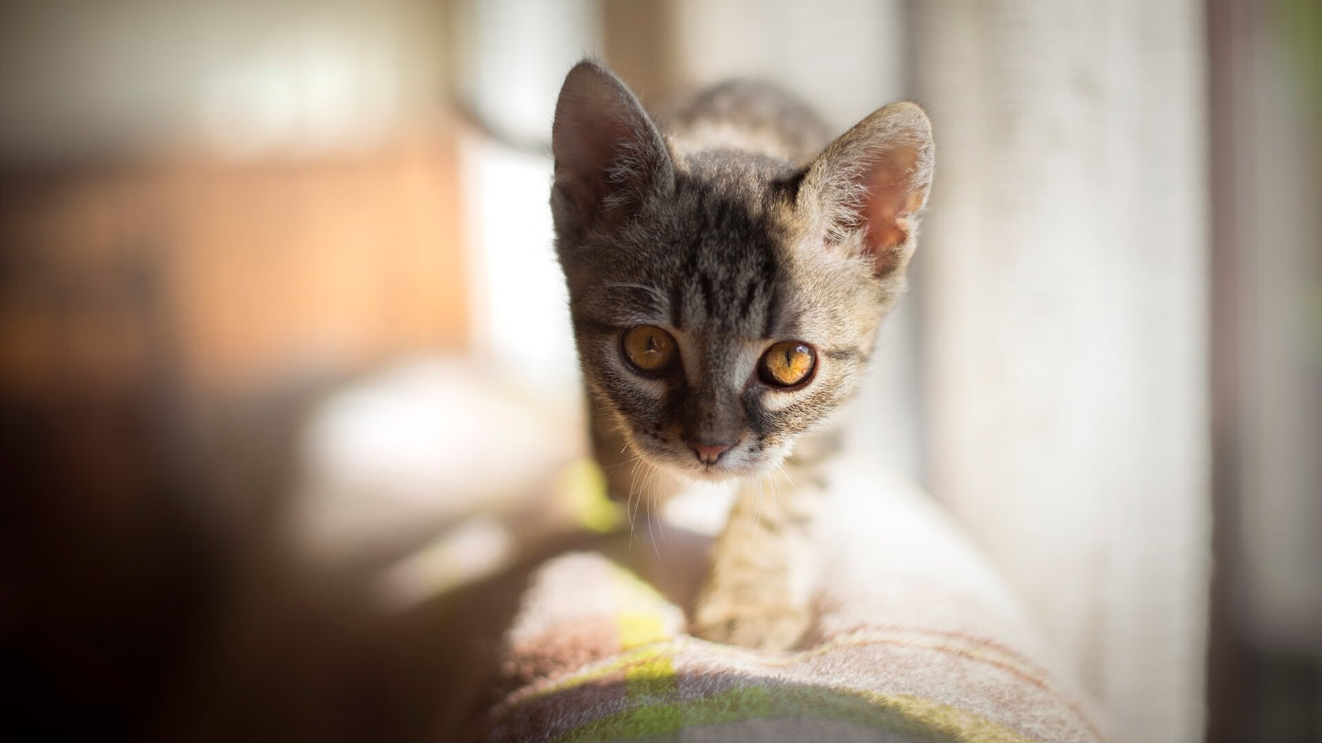 墨西哥男子水球队小组赛表现坚韧，墨西哥男子篮球队