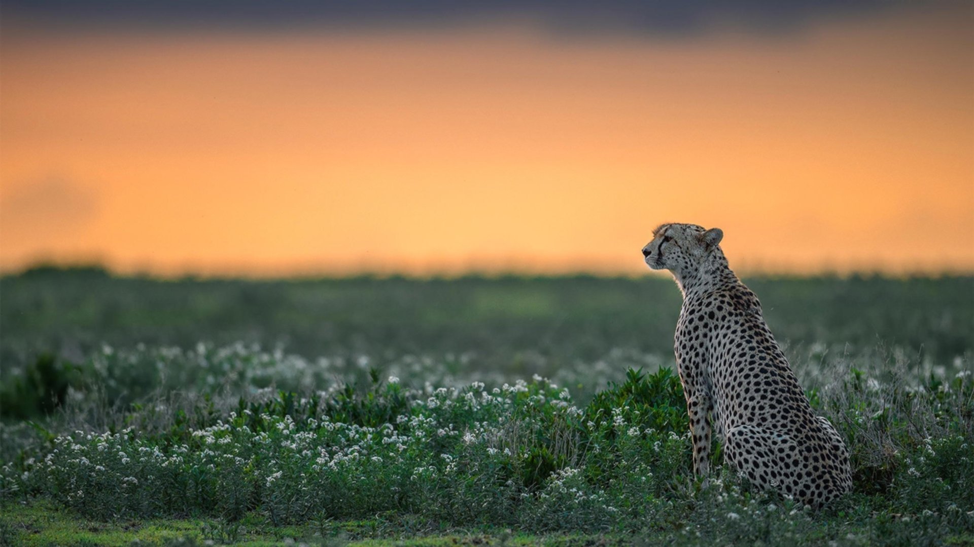 德甲战场:速度与力量的极致碰撞,德甲跑动距离排名
