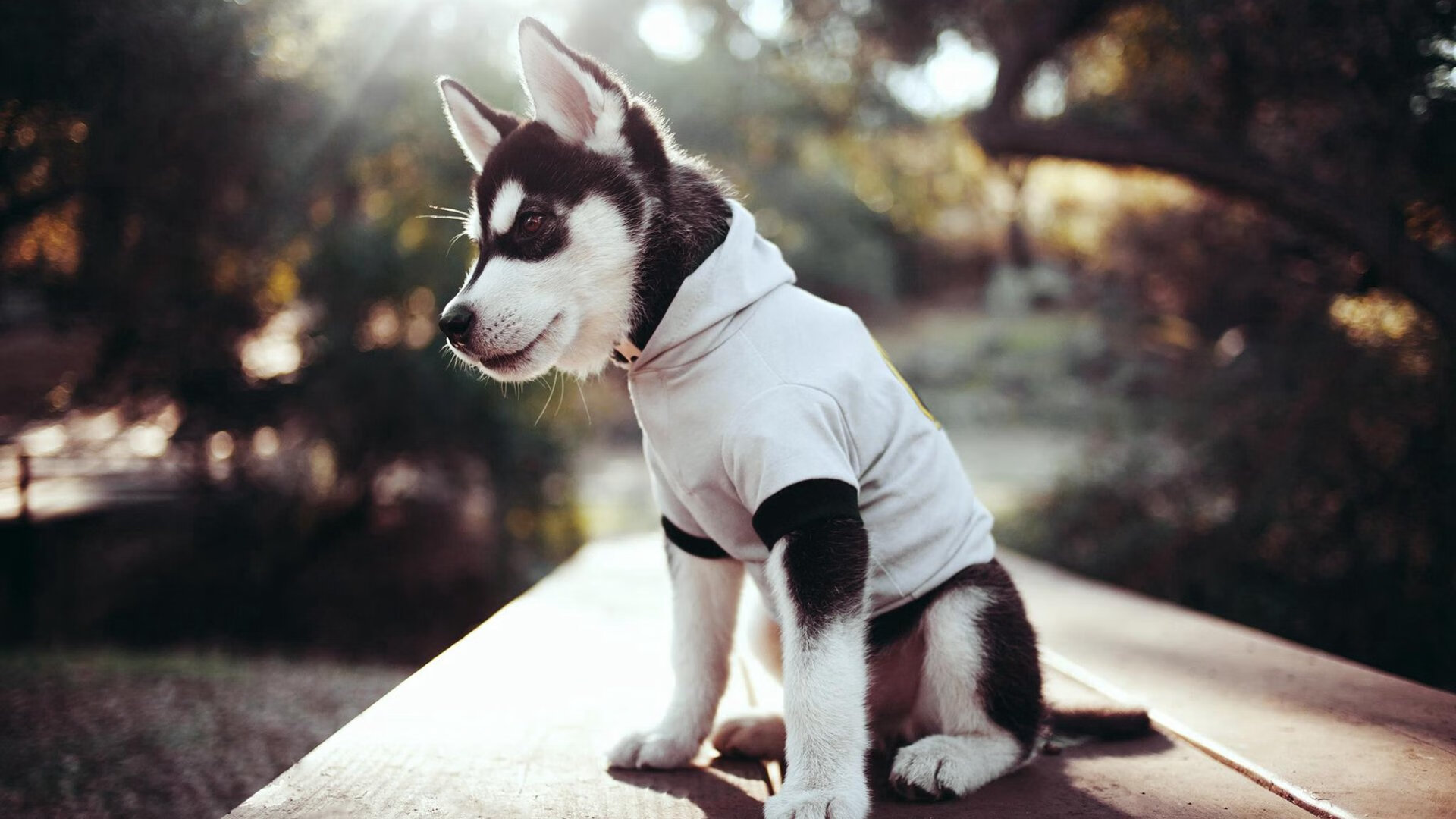 张雨霏全锦赛再添一金，张雨霏比赛结果