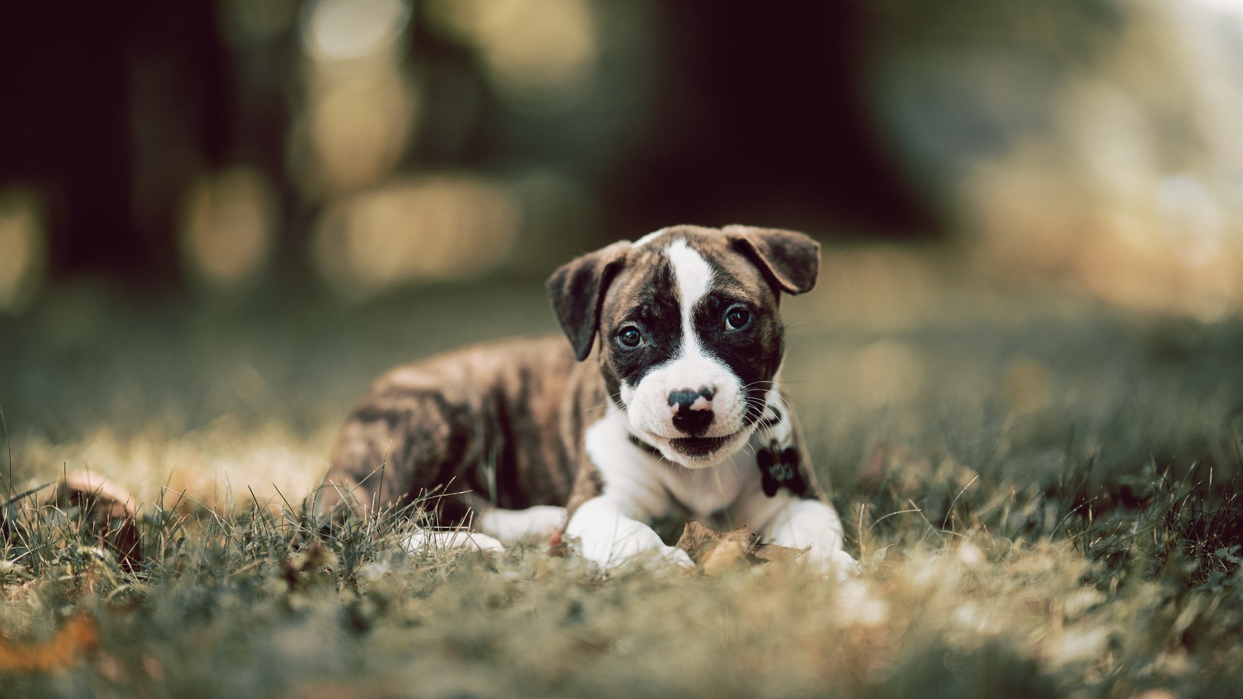 恩多比·恩乔的精准罚球使南非队连续领先，多恩比纳