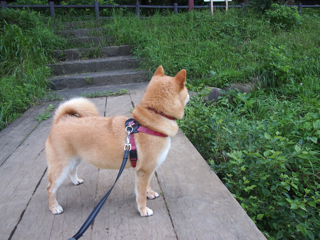 意甲战术大师表演：层层递进的精彩瞬间，意甲战术强在哪里