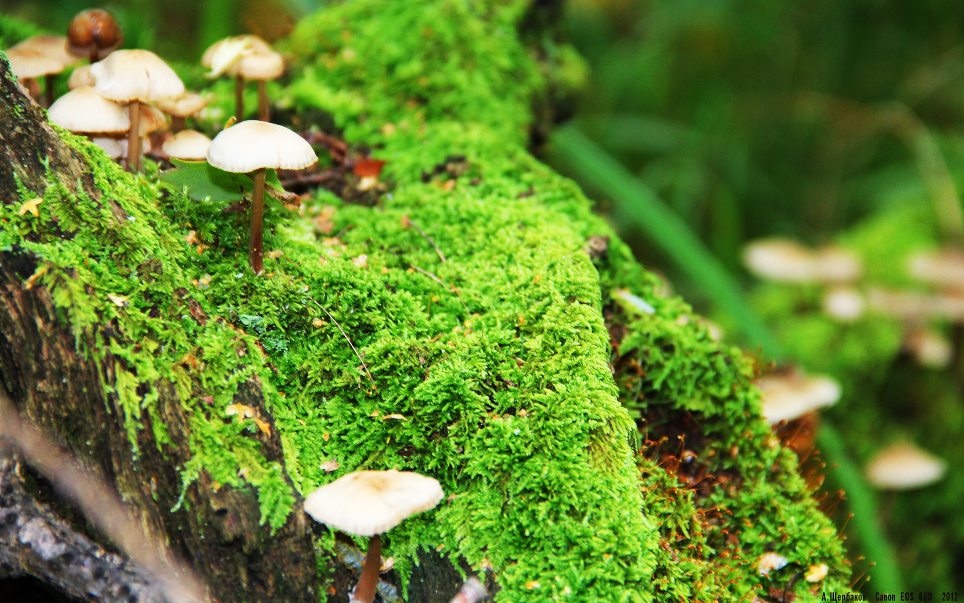 数字化青训平台实现跨地区联动，培育多层次足球人才