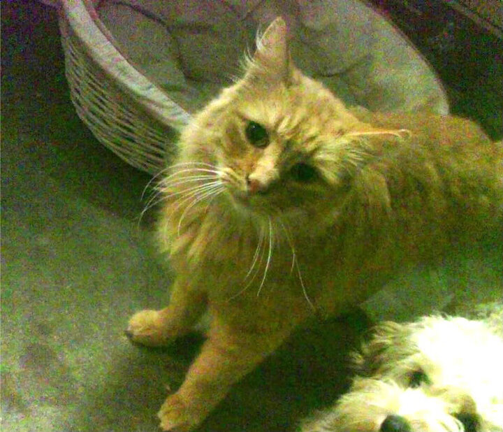 开云体育官网-水球对抗赛突尼斯打出整体配合，水球身体对抗